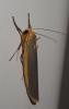 Eilema complana